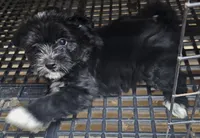 Spaz, a male Morkie for sale in Joplin, MO – 2 of 7