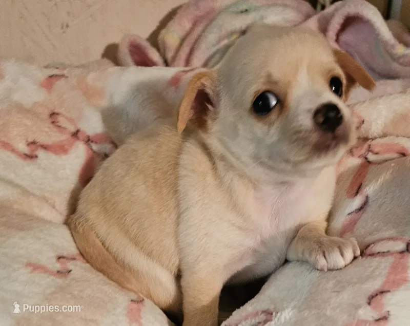 Cupcake – Chihuahua puppy for sale in Joplin, MO