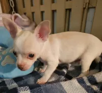 Charlie, a male Chihuahua for sale in Joplin, MO – 6 of 8