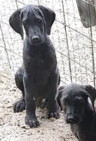 Tory, a male Great Dane and Poodle - Standard  for sale in Joplin, MO – 3 of 3