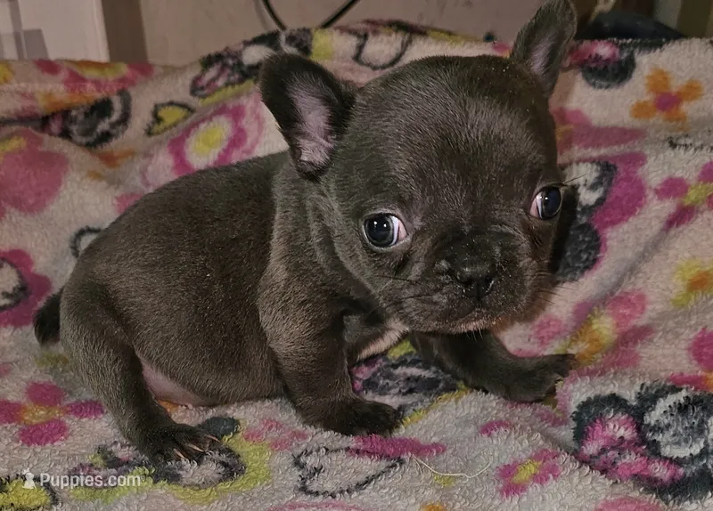 Fanny – French Bulldog puppy for sale in Joplin, MO