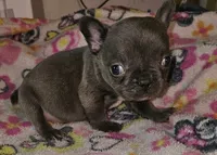 Fanny, a female French Bulldog for sale in Joplin, MO – 1 of 4