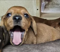 Sierra, a female Miniature Dachshund for sale in Joplin, MO – Photo 2 of 5