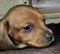 Sierra, a female Miniature Dachshund for sale in Joplin, MO – Photo 5 of 5