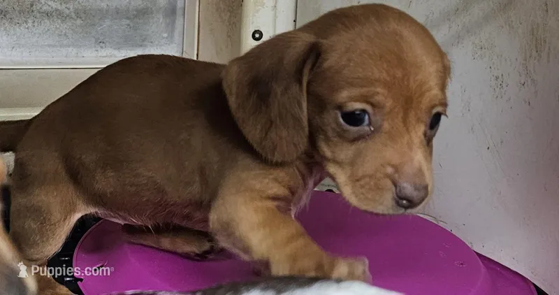 Sierra – Miniature Dachshund puppy for sale in Joplin, MO