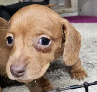 Sierra, a female Miniature Dachshund for sale in Joplin, MO – Photo 4 of 5