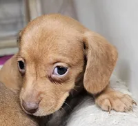 Sierra, a female Miniature Dachshund for sale in Joplin, MO – Photo 3 of 5