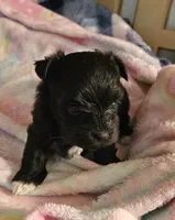 Piper, a female Morkie for sale in Joplin, MO – 2 of 7