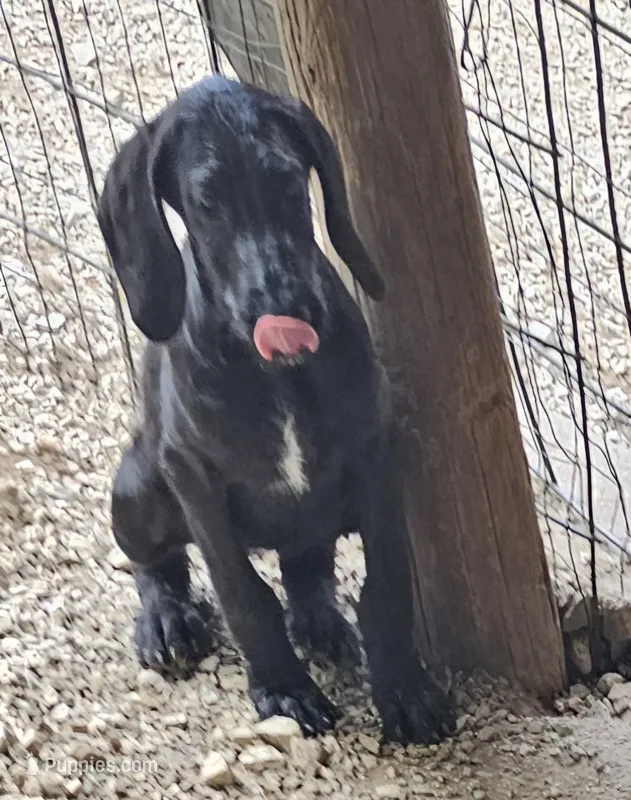Tory – Great Dane, Poodle - Standard  puppy for sale in Joplin, MO