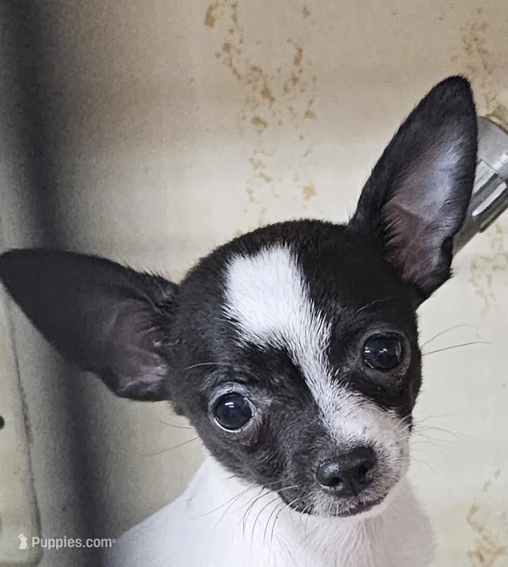 Bentley – Chihuahua puppy for sale in Joplin, MO