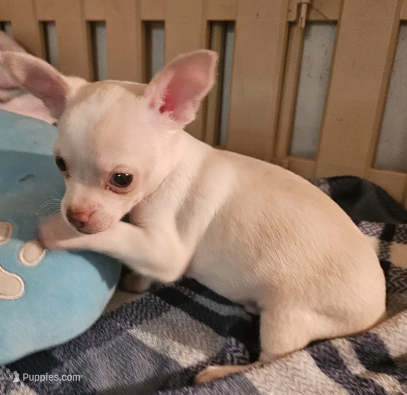 Charlie – Chihuahua puppy for sale in Joplin, MO