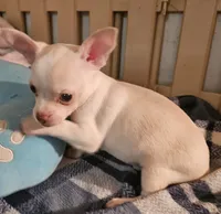 Charlie, a male Chihuahua for sale in Joplin, MO – 1 of 8
