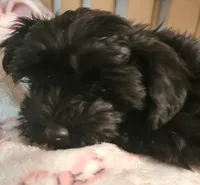 Piper, a female Morkie for sale in Joplin, MO – 3 of 10