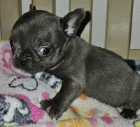 Fanny, a female French Bulldog for sale in Joplin, MO – 3 of 4
