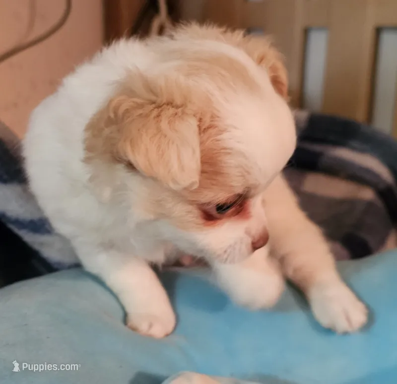 Sparky  – Chihuahua puppy for sale in Joplin, MO