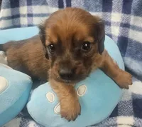 Billy, a male Dachshund for sale in Joplin, MO – Photo 6 of 8