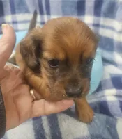 Billy, a male Dachshund for sale in Joplin, MO – Photo 5 of 8