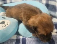 Billy, a male Dachshund for sale in Joplin, MO – Photo 4 of 8