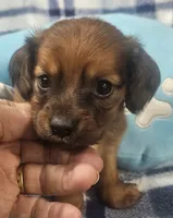 Billy, a male Dachshund for sale in Joplin, MO – Photo 1 of 8