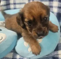 Billy, a male Dachshund for sale in Joplin, MO – Photo 2 of 8