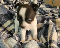 Bentley, a male Chihuahua for sale in Joplin, MO – 2 of 8