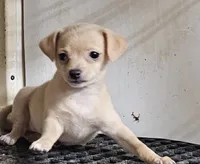 Tess, a female Chihuahua for sale in Joplin, MO – 2 of 8