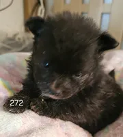 Jinx, a female Pomeranian for sale in Joplin, MO – Photo 6 of 6