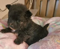 Jinx, a female Pomeranian for sale in Joplin, MO – Photo 5 of 6