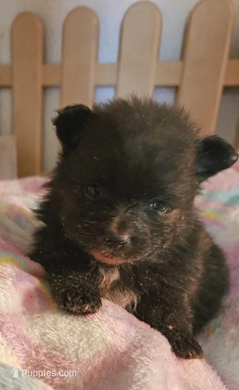 Jinx – Pomeranian puppy for sale in Joplin, MO