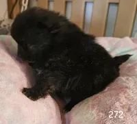 Jinx, a female Pomeranian for sale in Joplin, MO – Photo 4 of 6