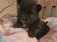 Jinx, a female Pomeranian for sale in Joplin, MO – Photo 2 of 6