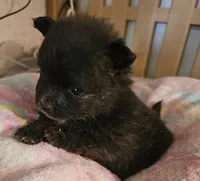 Jinx, a female Pomeranian for sale in Joplin, MO – Photo 3 of 6