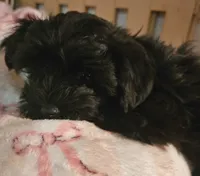 Piper, a female Morkie for sale in Joplin, MO – 5 of 10