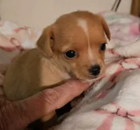 Misty, a female Chihuahua for sale in Joplin, MO – 3 of 8