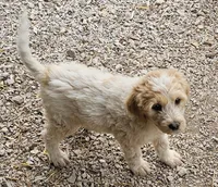 Rosie, a female Great Pyrenees and Poodle - Standard  for sale in Joplin, MO – 4 of 8
