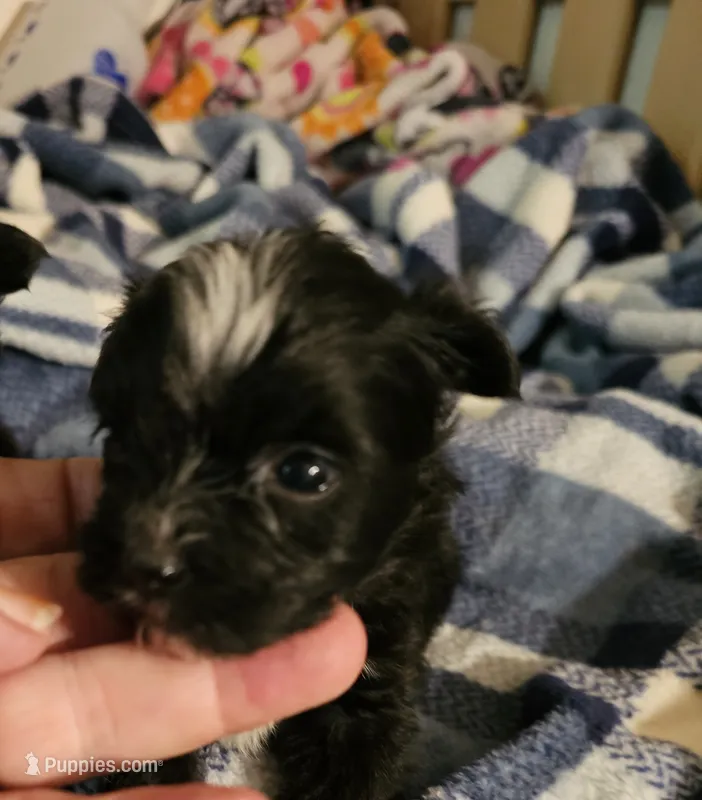 Pistol – Morkie puppy for sale in Joplin, MO