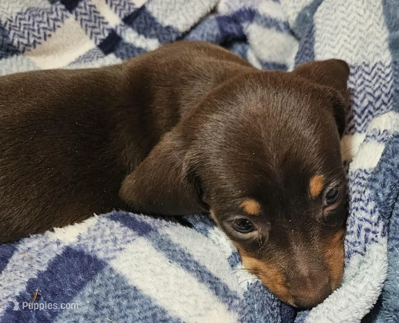 Corky – Miniature Dachshund puppy for sale in Joplin, MO