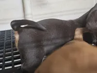 Corky, a male Miniature Dachshund for sale in Joplin, MO – Photo 3 of 7