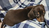 Corky, a male Miniature Dachshund for sale in Joplin, MO – Photo 2 of 7