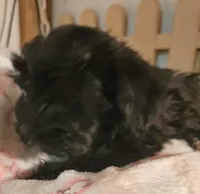 Piper, a female Morkie for sale in Joplin, MO – 4 of 10