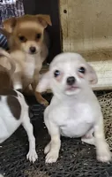 Cupcake, a female Chihuahua for sale in Joplin, MO – 3 of 7