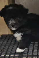 Spaz, a male Morkie for sale in Joplin, MO – 7 of 7