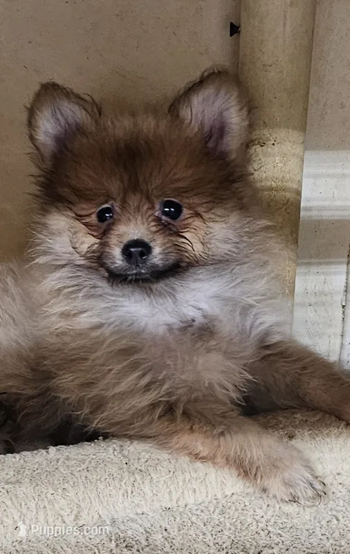 Willy – Pomeranian puppy for sale in Joplin, MO