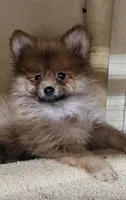 Willy, a male Pomeranian for sale in Joplin, MO – 1 of 6