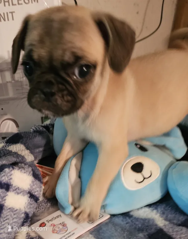 Timmy – French Bulldog, Pug puppy for sale in Joplin, MO