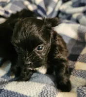 Pete, a male Morkie for sale in Joplin, MO – 4 of 6