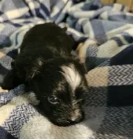 Pistol, a male Morkie for sale in Joplin, MO – 7 of 7