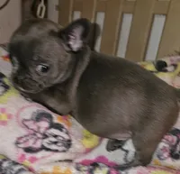 Fancy, a female French Bulldog for sale in Joplin, MO – 3 of 6
