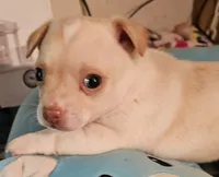 Slater, a male Chihuahua for sale in Joplin, MO – 1 of 8