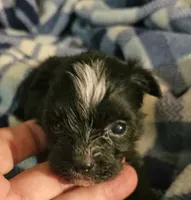 Pistol, a male Morkie for sale in Joplin, MO – 2 of 7